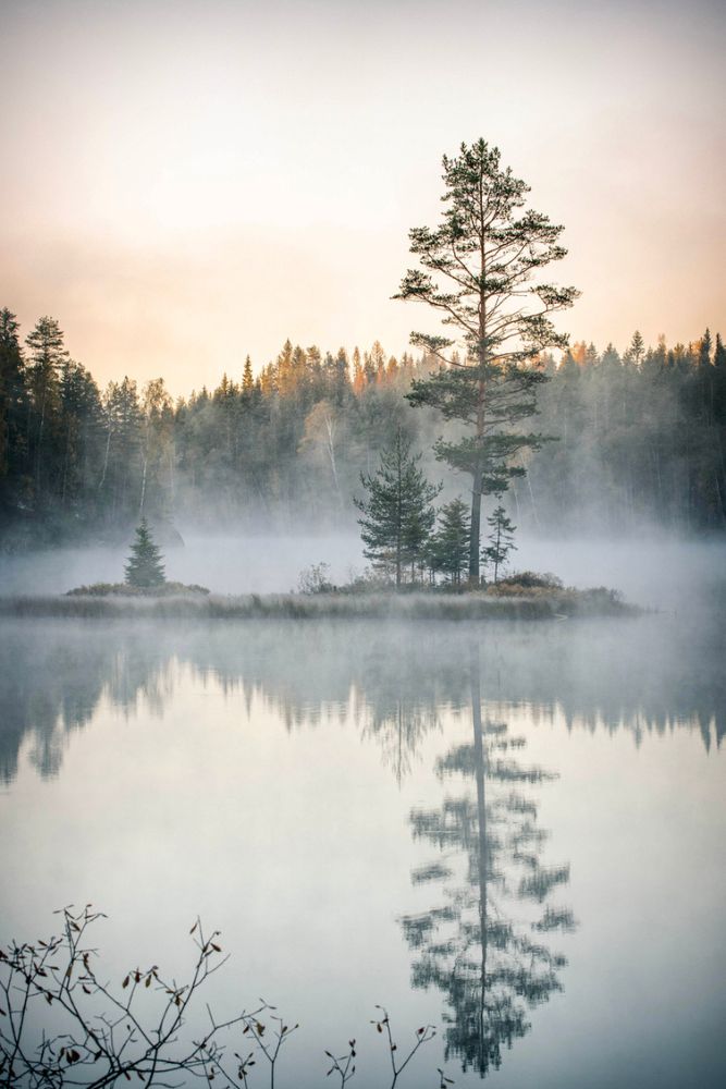 bild på dimmig skog och sjö