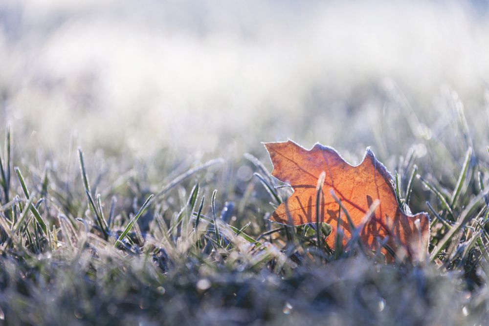 bild på höstlöv i markfrost