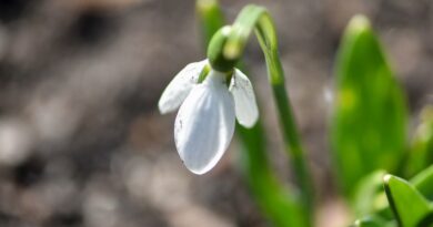 fakta om snödroppe blomma