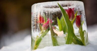 frysa tulpaner i vatten isskulptur