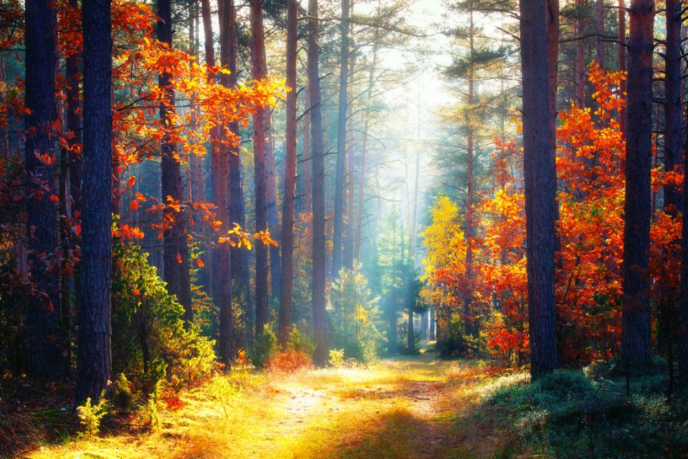 höstbild på skog i olika färger