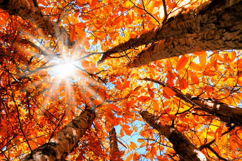 höstbild på solljus genom röda trädtoppar