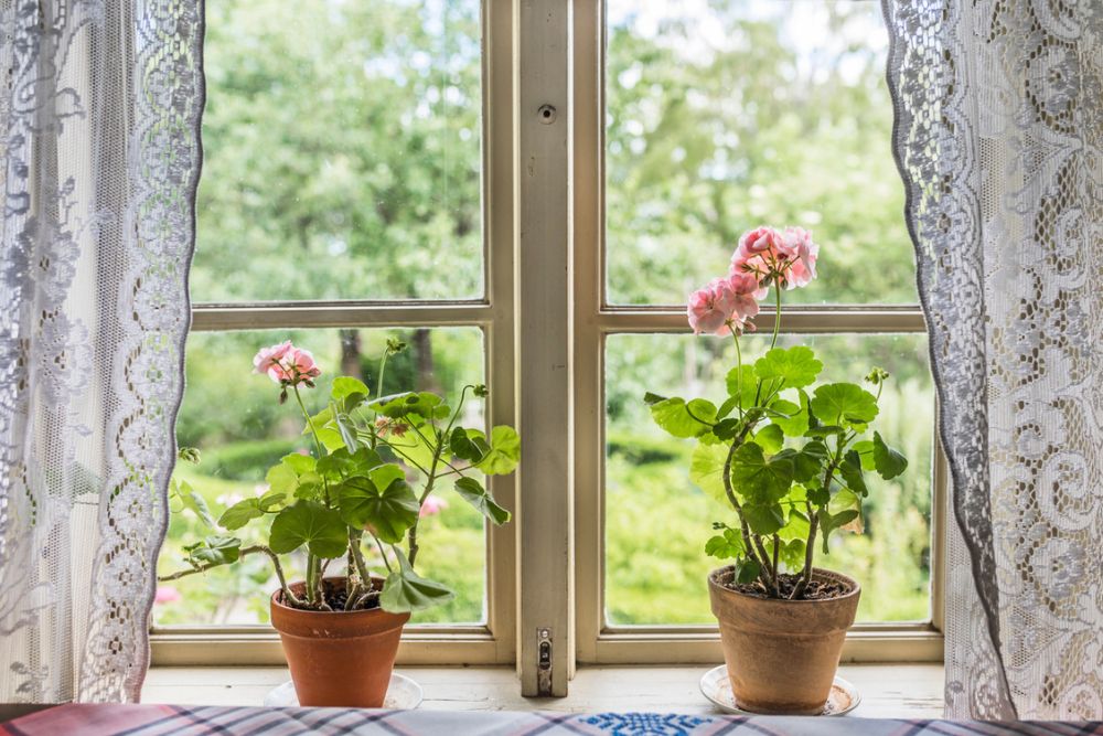 sommarbild på fönster med spetsgardiner och pelargoner