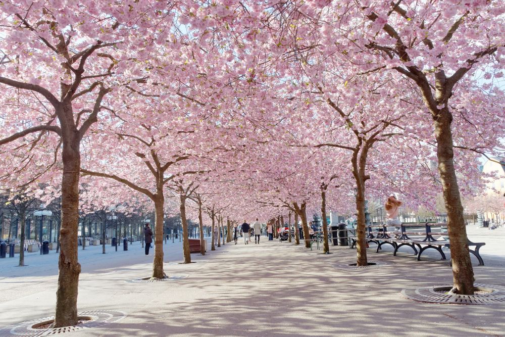 vårbilder på körsbärsträdsblomning i stockholm