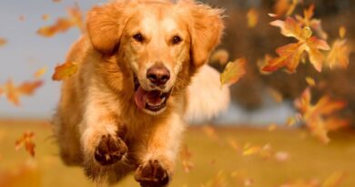 10 fantastiska fakta om golden retriever