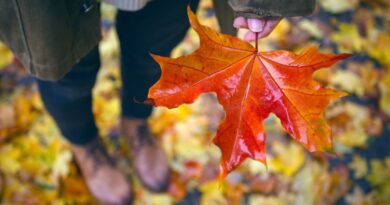 trädens blad ändrar färg på hösten