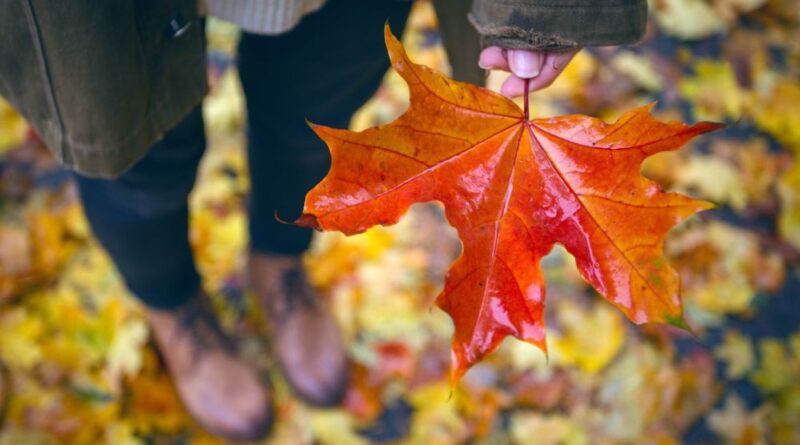 trädens blad ändrar färg på hösten