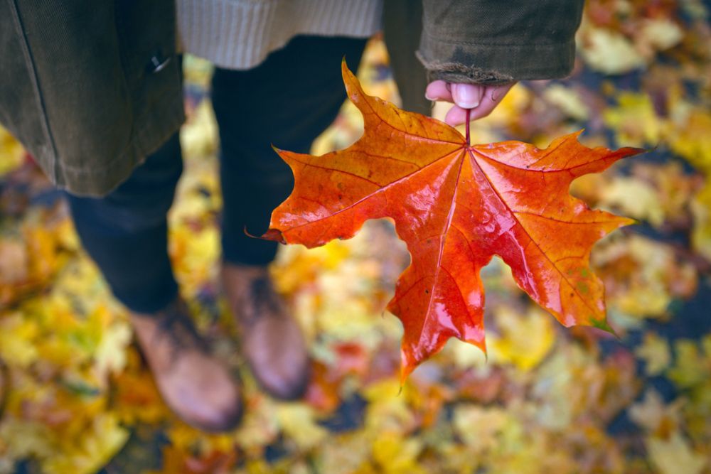 trädens blad ändrar färg på hösten