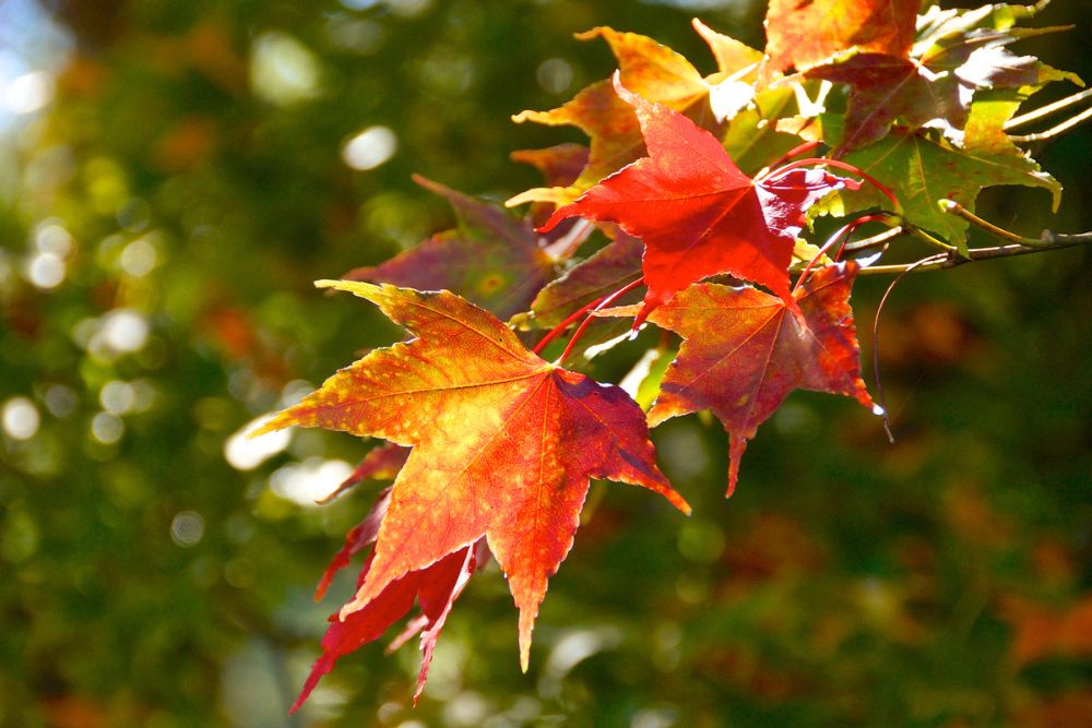 varför ändrar löven färg på hösten