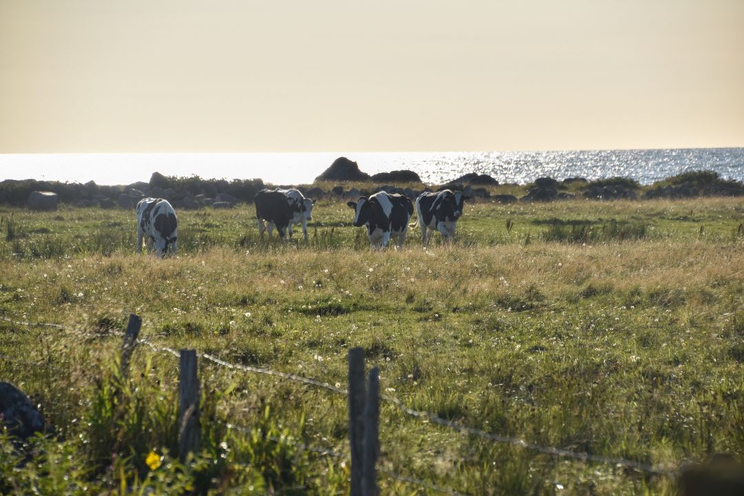 betande kor på strandäng i apelviken