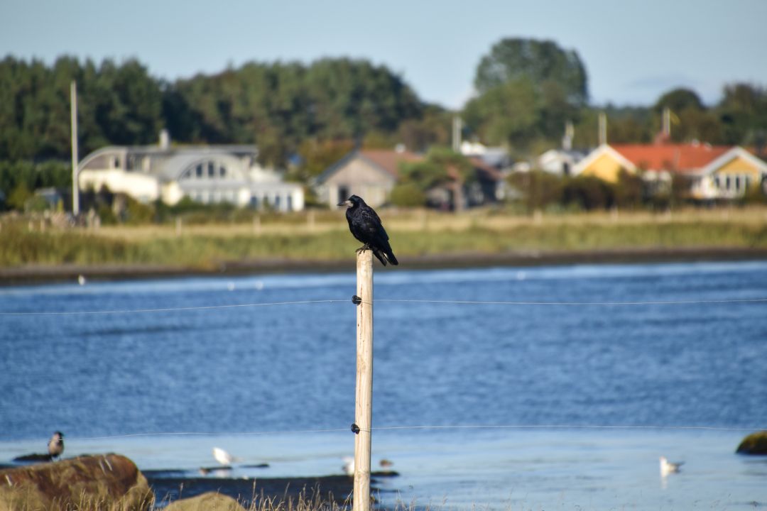 foto på en råka vid havet