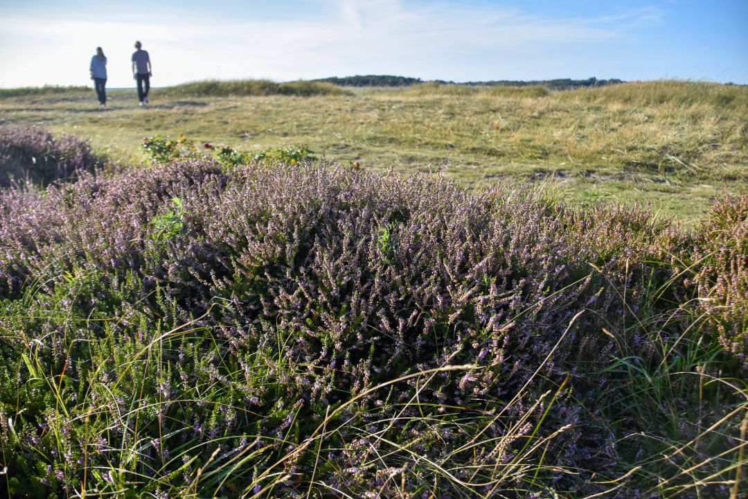 strandäng med ljung i apelviken