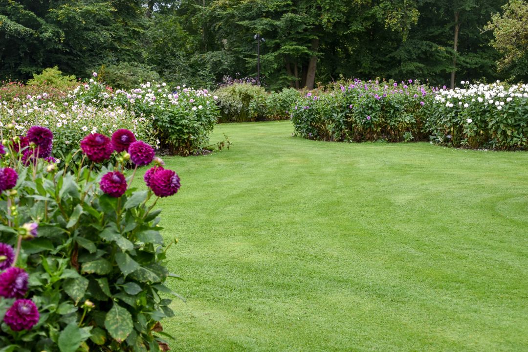 dahlia plantering sofiero slottspark