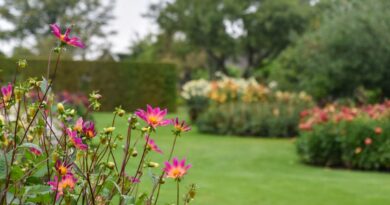 dahliarabatter september i sofiero slottsträdgård