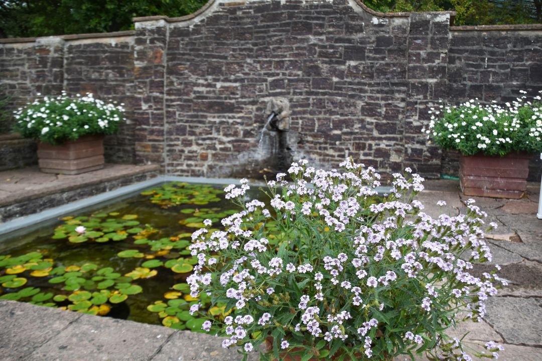 damm med brunn och blommor sofiero