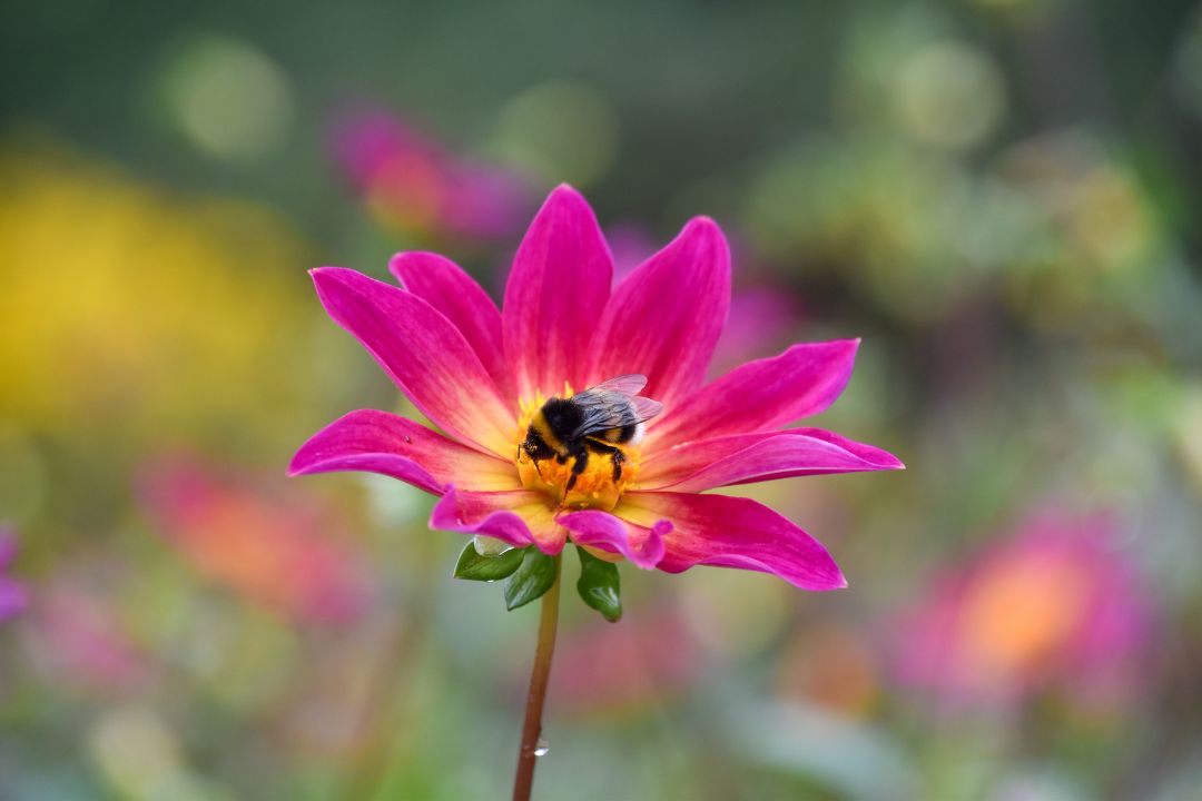 humla i rosa dahlia sofiero slott