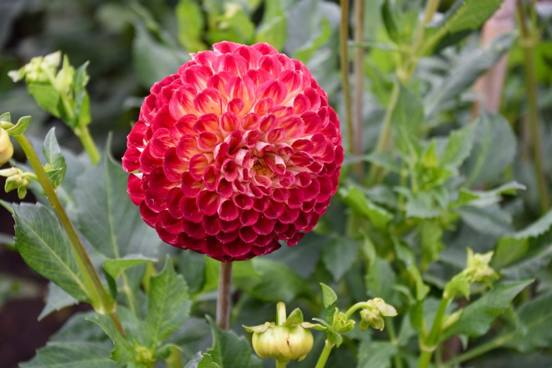 röd dahlia blomma