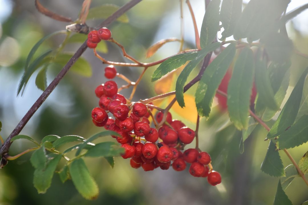 rönn bär foto skog