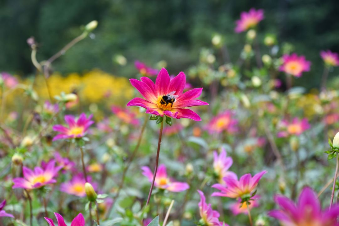 rosa och gula dahlior med humla