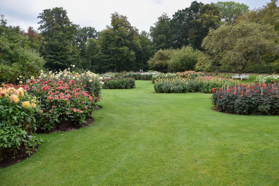 sofiero slott och slottsträdgård dahlia plantering rabatter