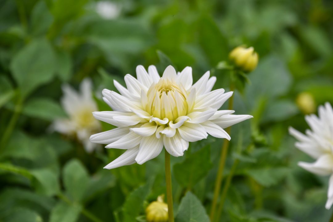 vit dahlia blomma